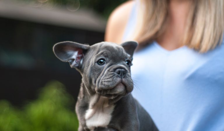 Here Are The Top Dog Breeds in Each State