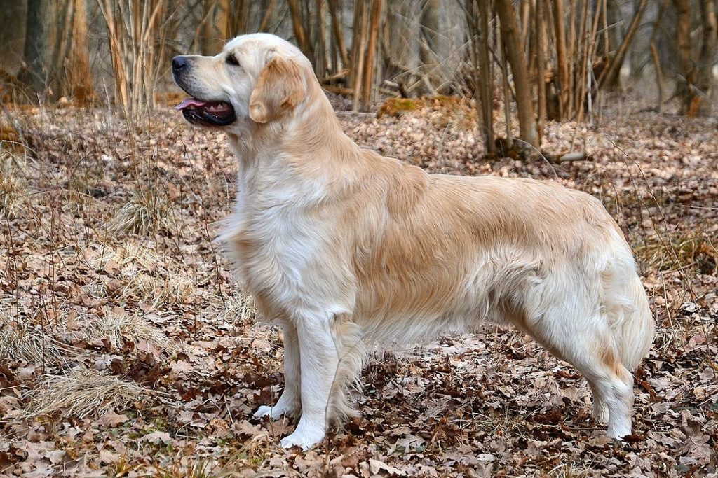 Golden Retrievers - 10 Most Popular Dog Breeds for 2020