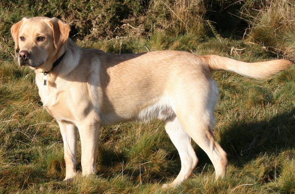 Labrador Retrievers - 10 Most Popular Dog Breeds for 2020