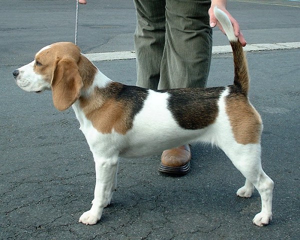Beagles - 10 Most Popular Dog Breeds for 2020