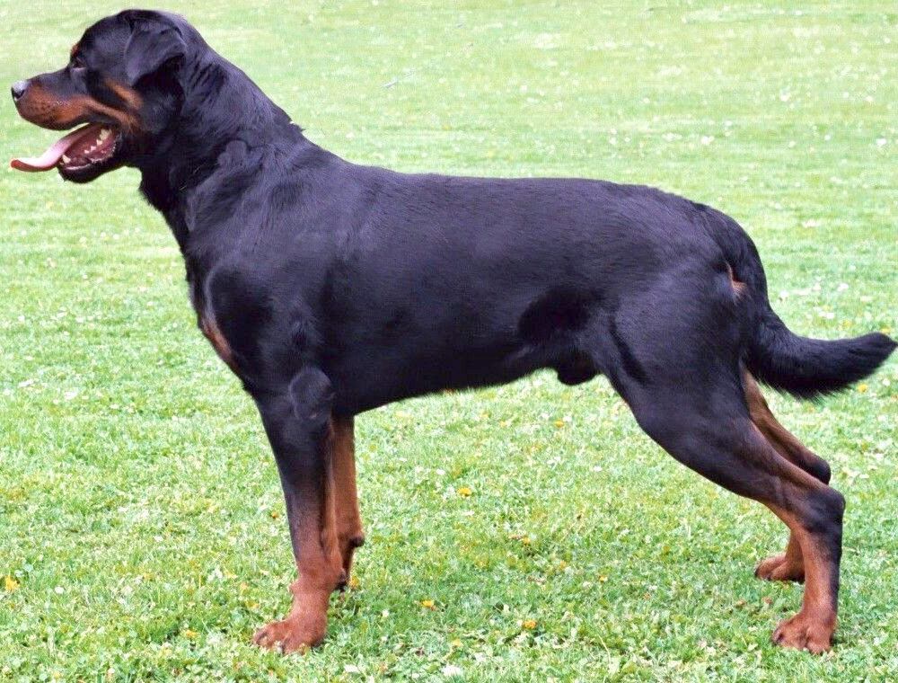 Rottweilers - 10 Most Popular Dog Breeds for 2020