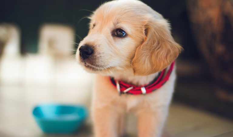 10 Most Popular Dog Breeds for 2020